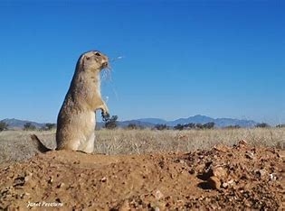 Prairie Dog Hunts