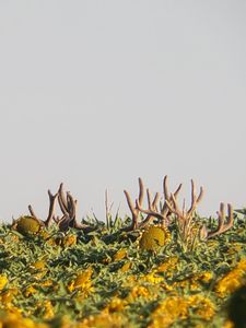 Mule Deer